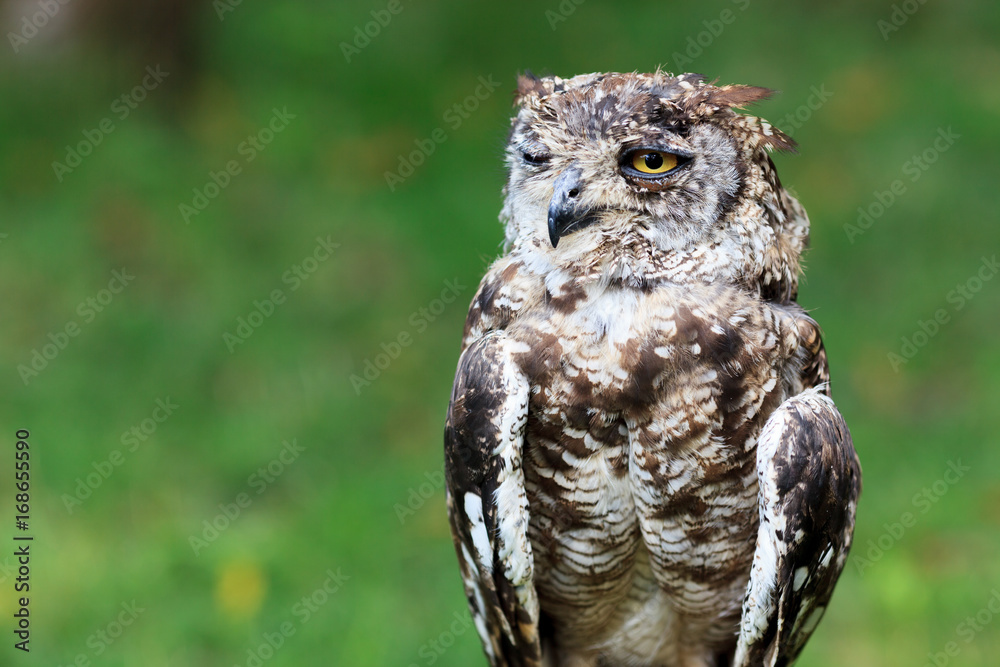 Spotted Eagle-Owl