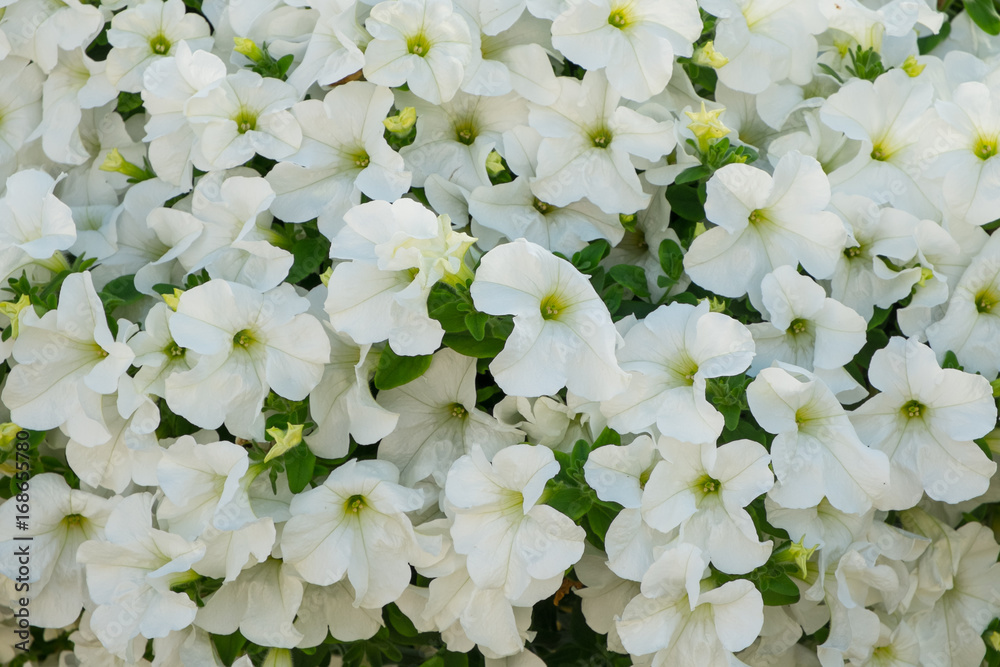 Petunia flowers background