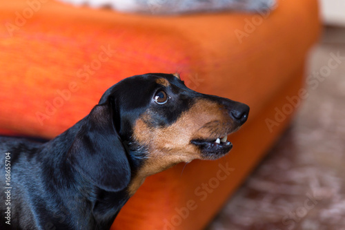 Obraz na plátně dog dachshund is snarl