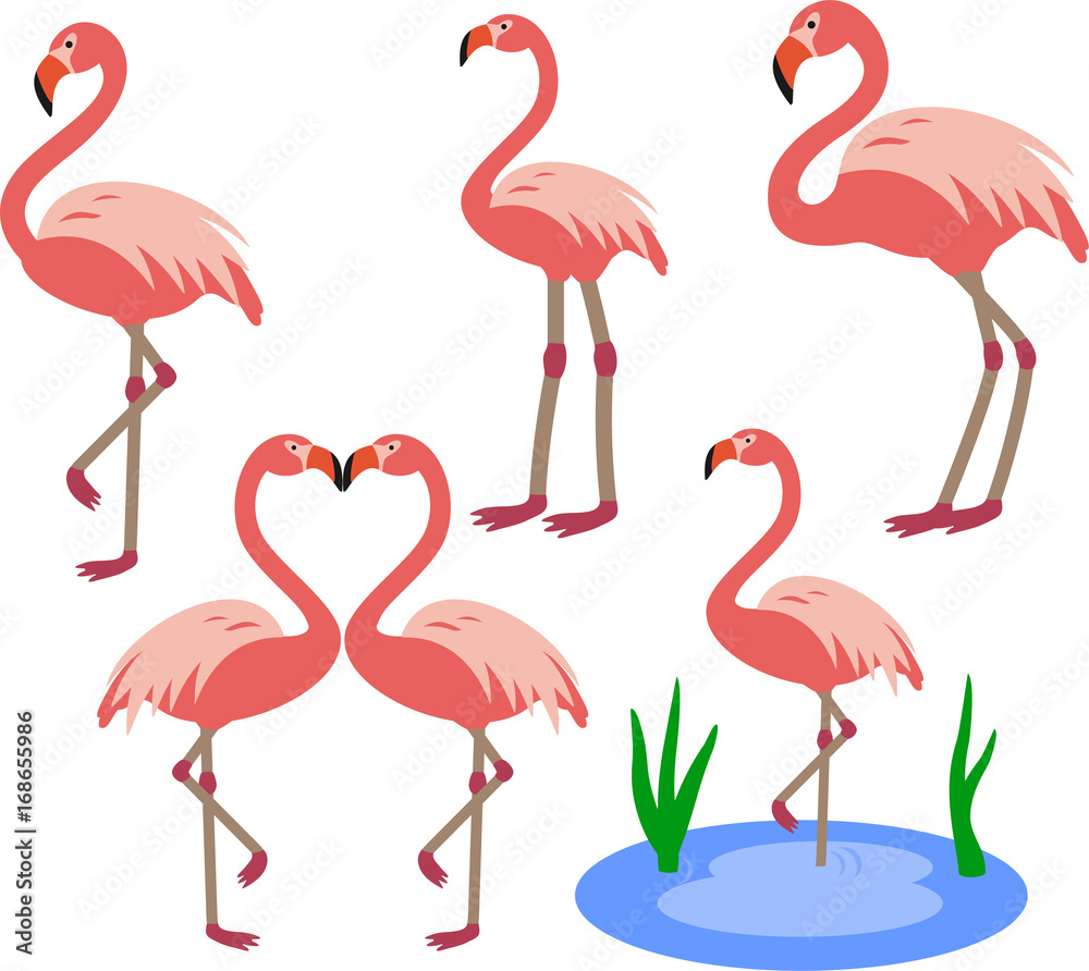 Obraz premium Flamingo birds