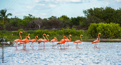 Flamingoes at Celestun Biosphere Reserve, Yucatan, Mexico photo