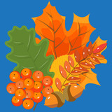 Autumn leaves and berries on a blue background. Autumn bouquet, vector illustration.
