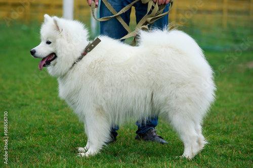 Dog breed Samoyed