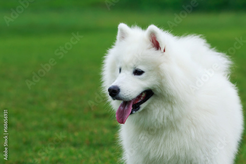 Dog breed Samoyed