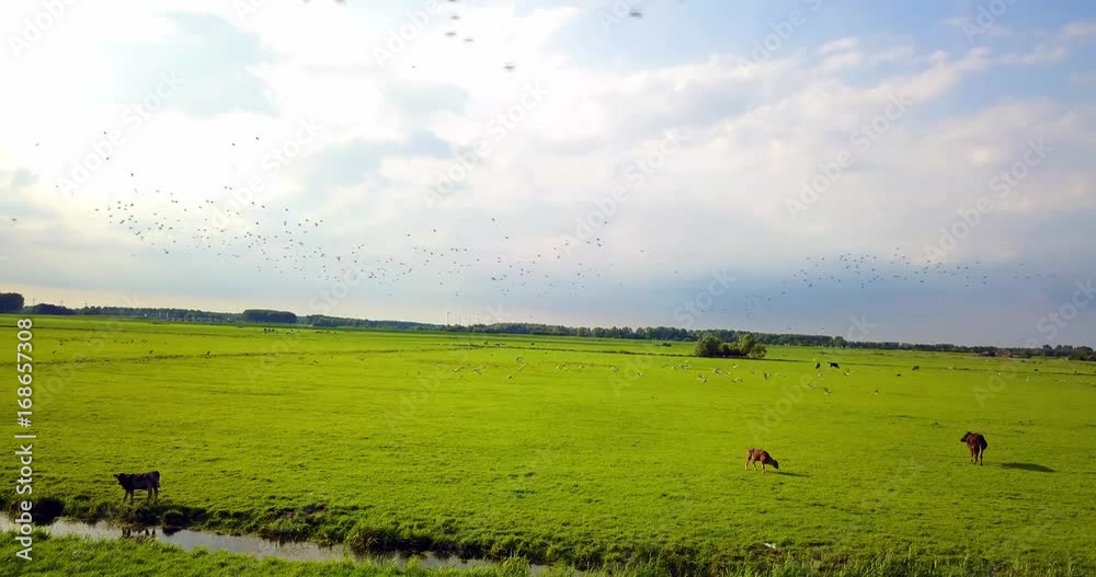aerial view over a green field with animals such as cows and birds aerial view over a green field with animals such as cows and birds