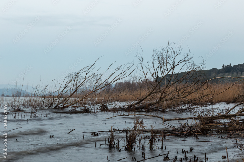 Some skeletal trees and branches on a lake shore, beneath a cloudy sky, in a typical winter mood