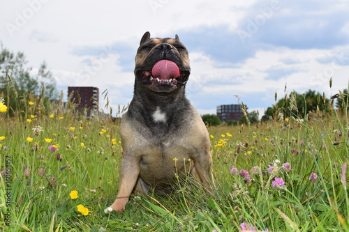 French Bulldog enjoying life photo