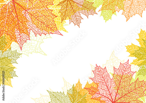 Fototapeta Jesieni tło i liście klon