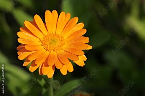 orange Bl  te der Ringelblume