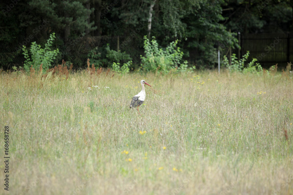 stork stands on a beautiful meadow stork stands on a beautiful meadow