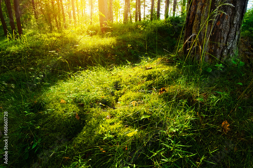 Photos Summer forest undergrowth vegetation