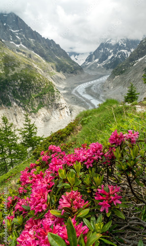 Alpenrosen vor Mer de Glace Gletscher bei Montenvers, Chamonix Alpenrosen vor Mer de Glace Gletscher bei Montenvers, Chamonix