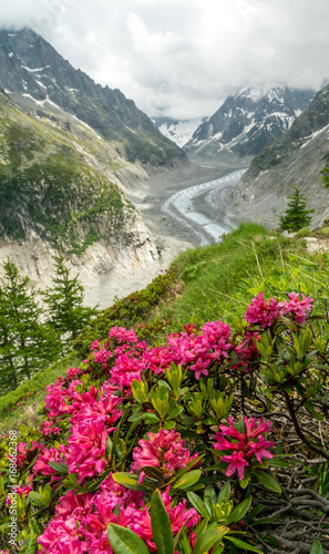 Alpenrosen vor Mer de Glace Gletscher bei Montenvers, Chamonix