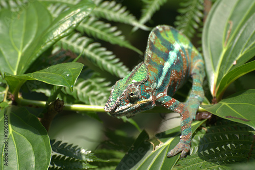 Chameleon auf Blatt