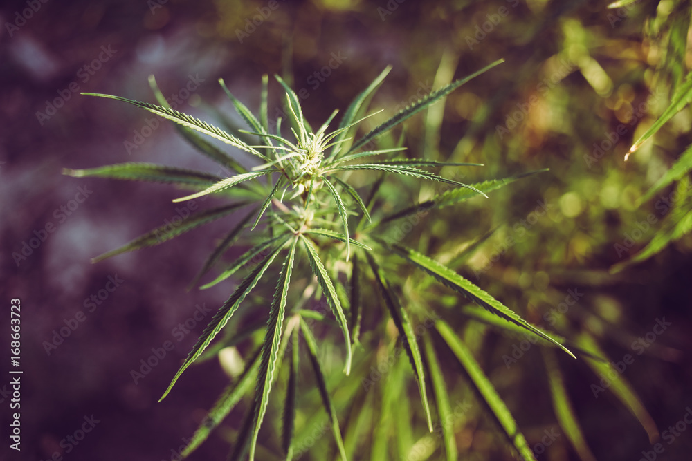 Fresh hemp grows in the countryside Fresh hemp grows in the countryside