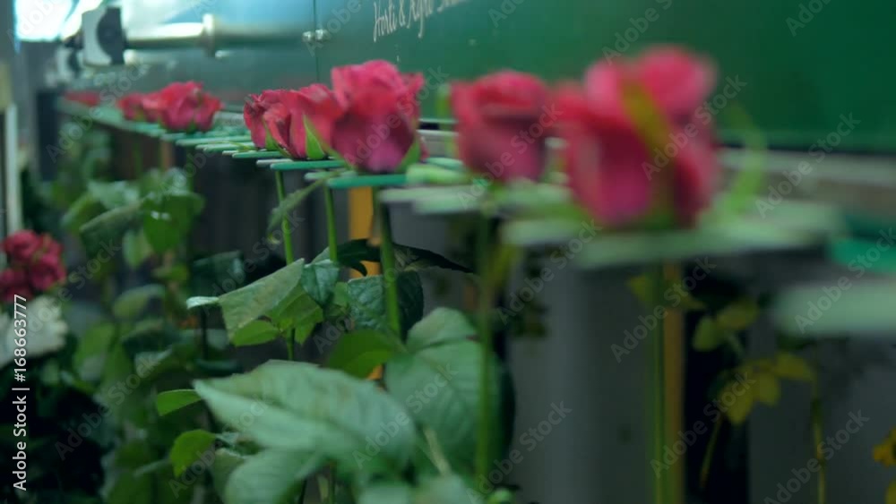 Red roses installed into factory processing line. 4K. Red roses installed into factory processing line. 4K.