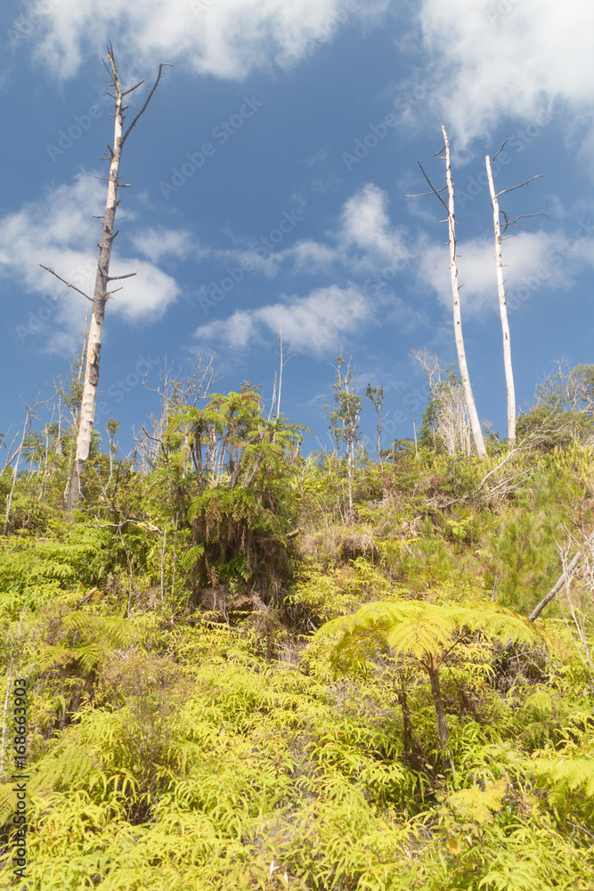 Fototapeta premium Landscape of Sierra Maestra mountain range near Santiago de Cuba, Cuba