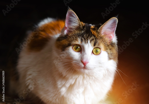 Portrait of a Beautiful Calico Cat With Big Yellow Eyes