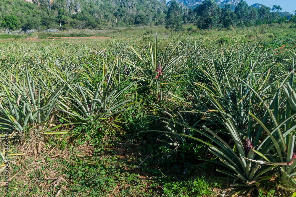 Pineapple field near Vinales, Cuba Pineapple field near Vinales, Cuba