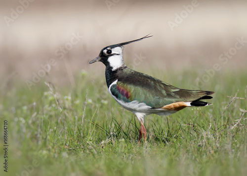Northern lapwing on the grass photo