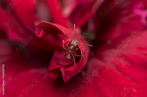 Red ant on a red flower petal