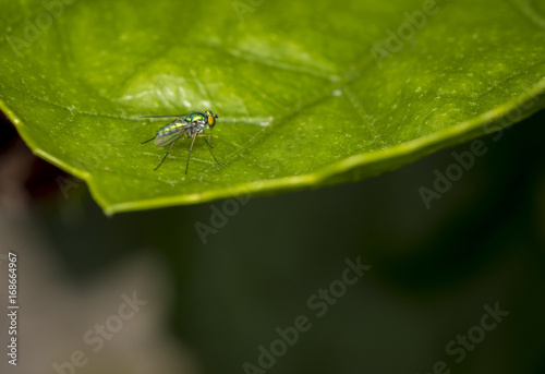 Long-Legged fly resting on a green tree leaf