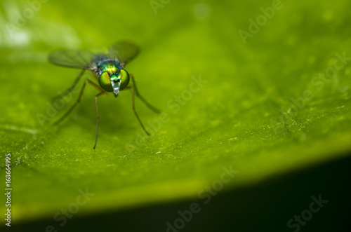 Long-Legged fly resting on a green tree leaf