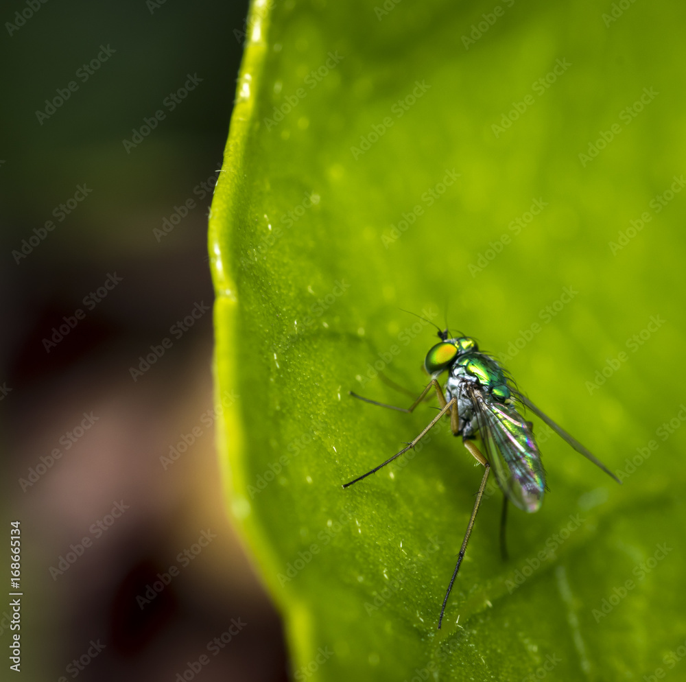 Long-Legged fly resting on a green tree leaf Long-Legged fly resting on a green tree leaf
