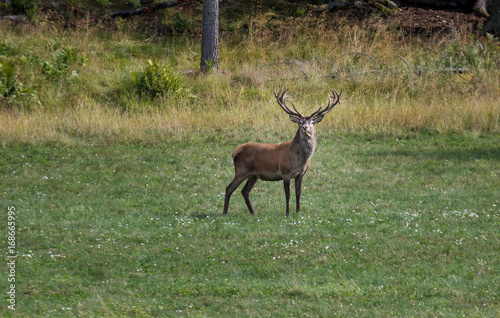 Posing Deer