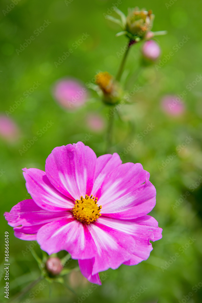 Pink cosmos flowers in the garden .