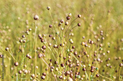 Field of flax plant, close up