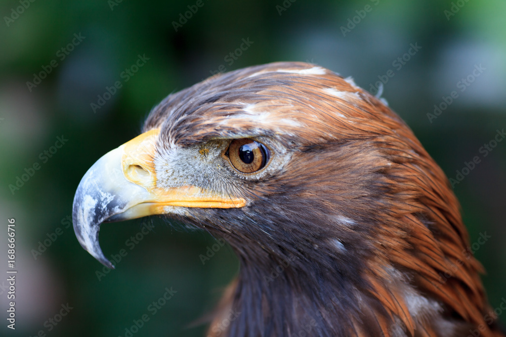 Golden Eagle Golden Eagle