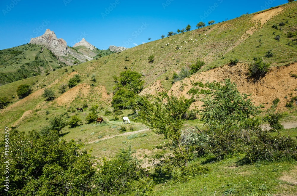 Naklejka premium Peaks of mountains and pastures with animals