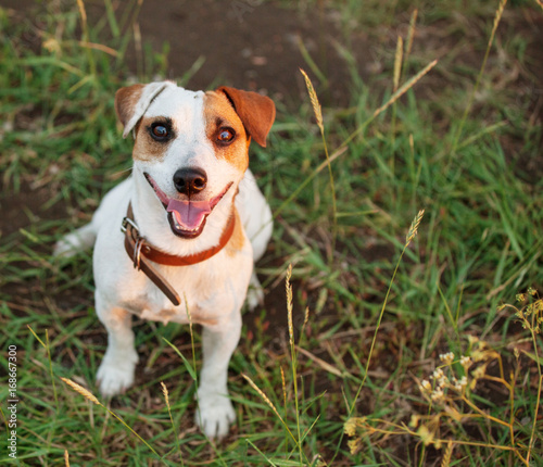 Happy dog outdoors