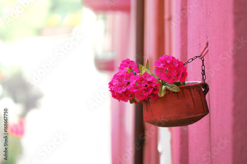 Fototapeta Naklejka Na Ścianę i Meble -  Pink geranium flower in a clay jar hanging on a pink wall of a rural village in Spain, Vilanova de Sau. Empty copy space for Editor's text.