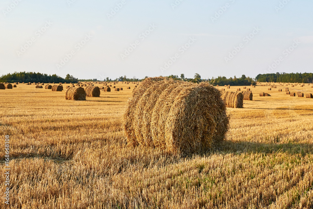 Agricultural field on which stacked straw haystacks