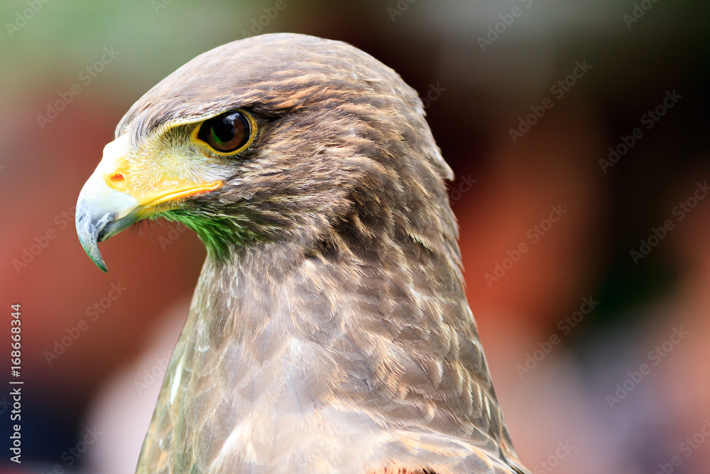 Fototapeta premium Golden Eagle