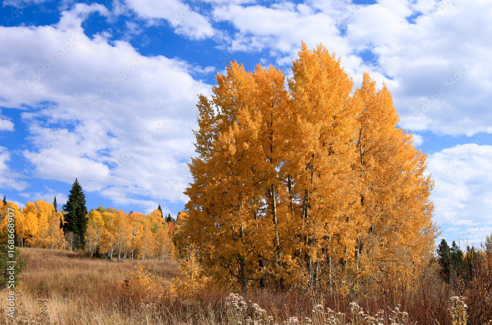 Fall colors Grand Tetons National Park