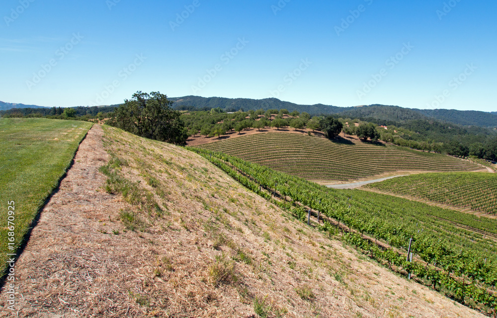 Fototapeta premium Hill overlooking Paso Robles vineyards in the Central Valley of California United States