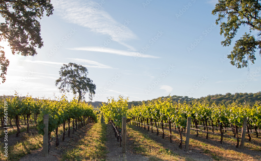 Naklejka premium California Valley Oak tree in vineyard at sunrise in Paso Robles vineyard in the Central Valley of California United States