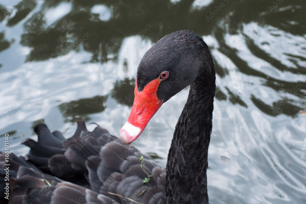 Fototapeta premium Black swan close-up