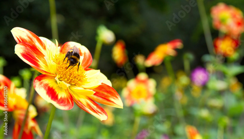 Fototapeta Naklejka Na Ścianę i Meble -  Dahlie mit gelben Blüten