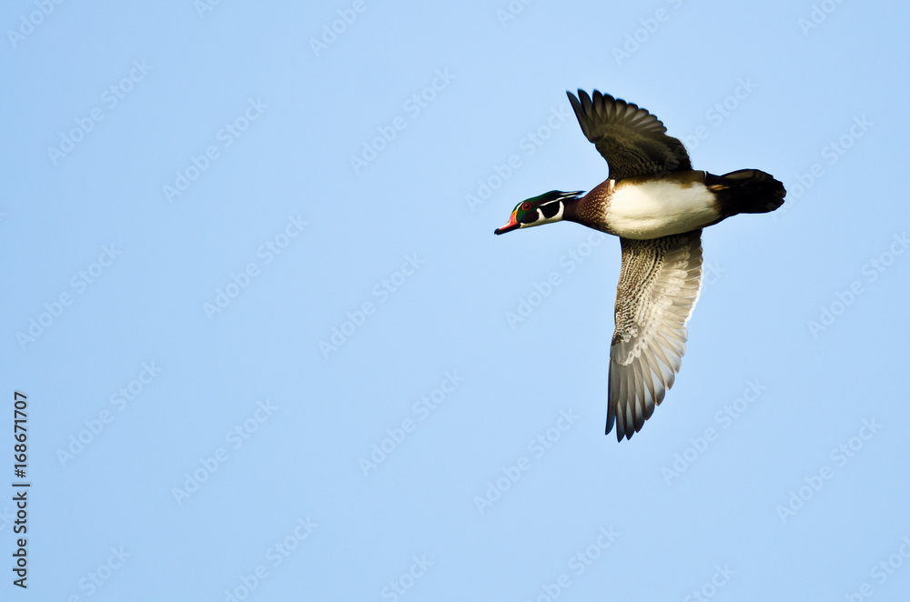 Obraz premium Male Wood Duck Flying in a Blue Sky