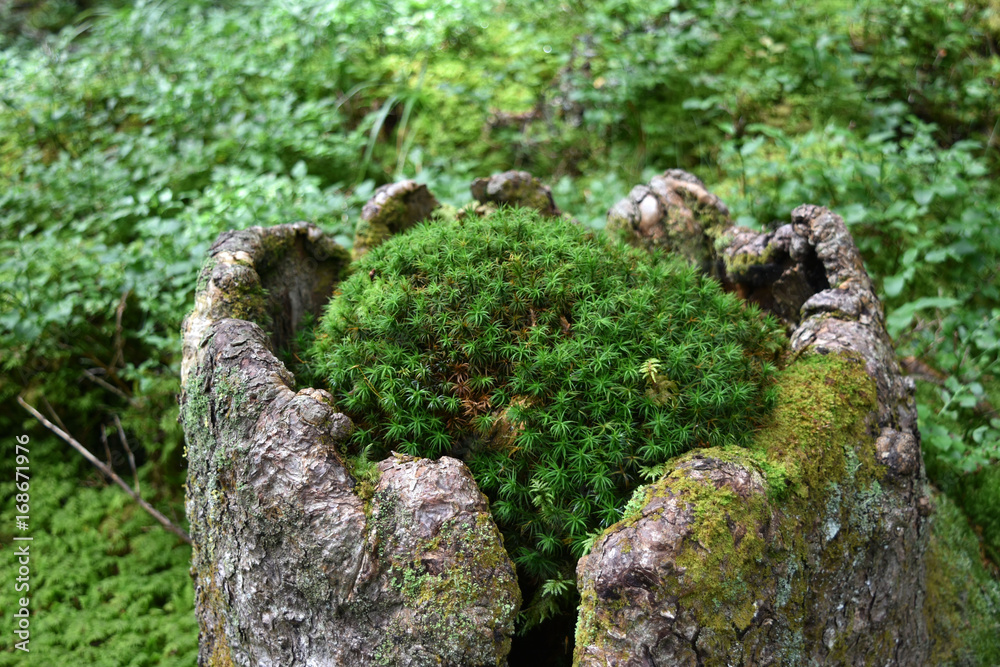 baumstumpf baumstumpf