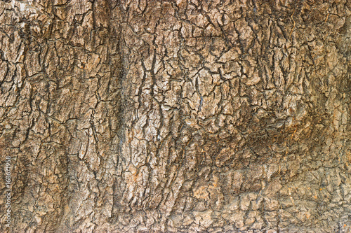 Close up cracked wood texture of Ombu tree bark