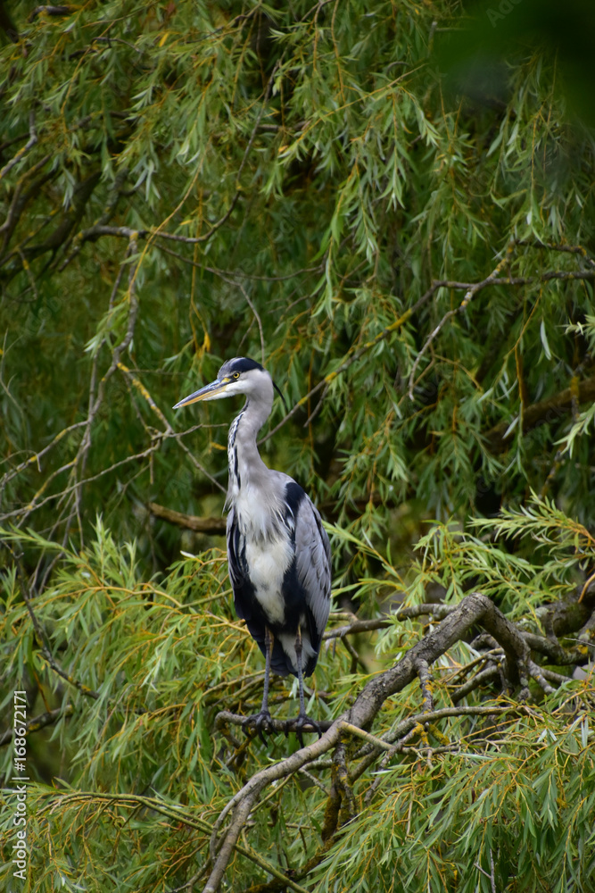 Fototapeta premium Heron perched in tree