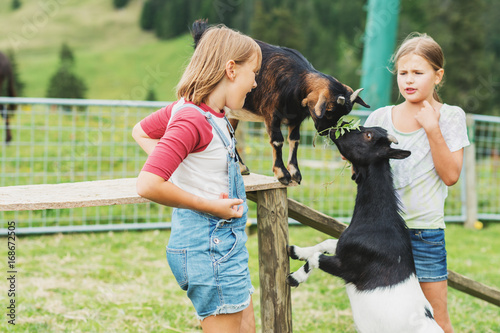 Konstfotografi Little kid girls playing with goats during summer vacation in farmland