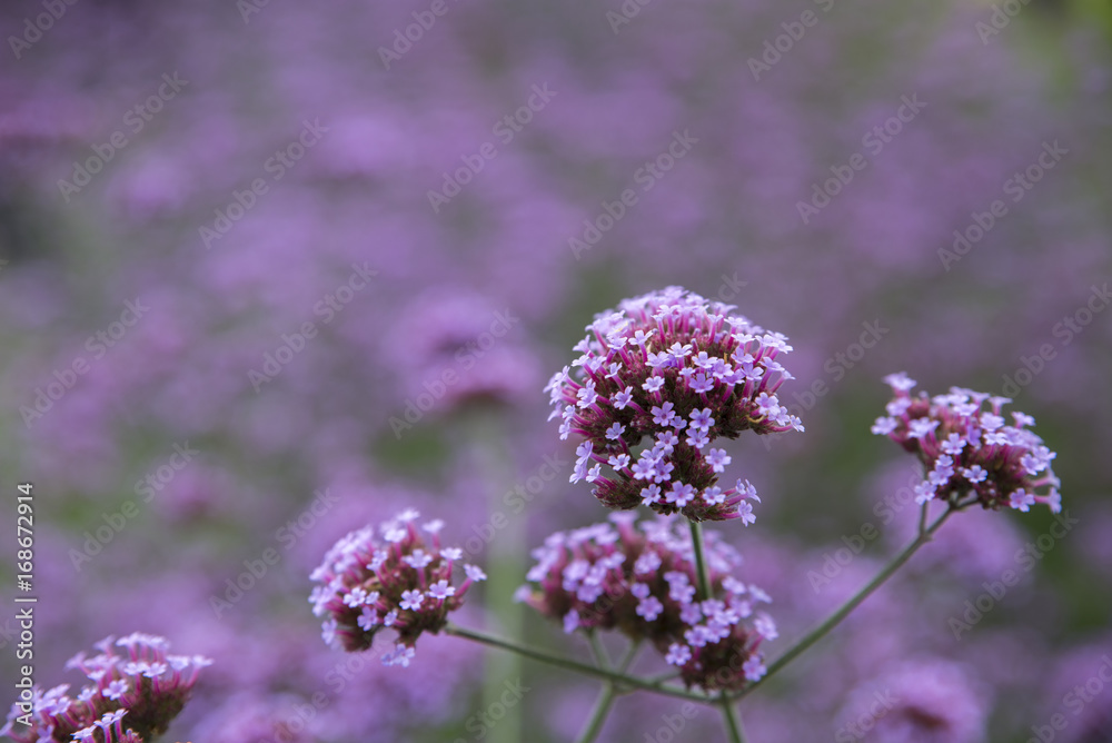 Obraz premium A mass of Verbena Bonariensis flowers in the sunshine, Cornwall, UK. Verbena flowers are hugely popular with the Bee and Butterfly community