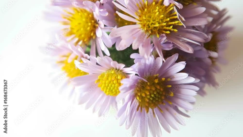 Rotation Of Wildflowers Rotation Of Wildflowers