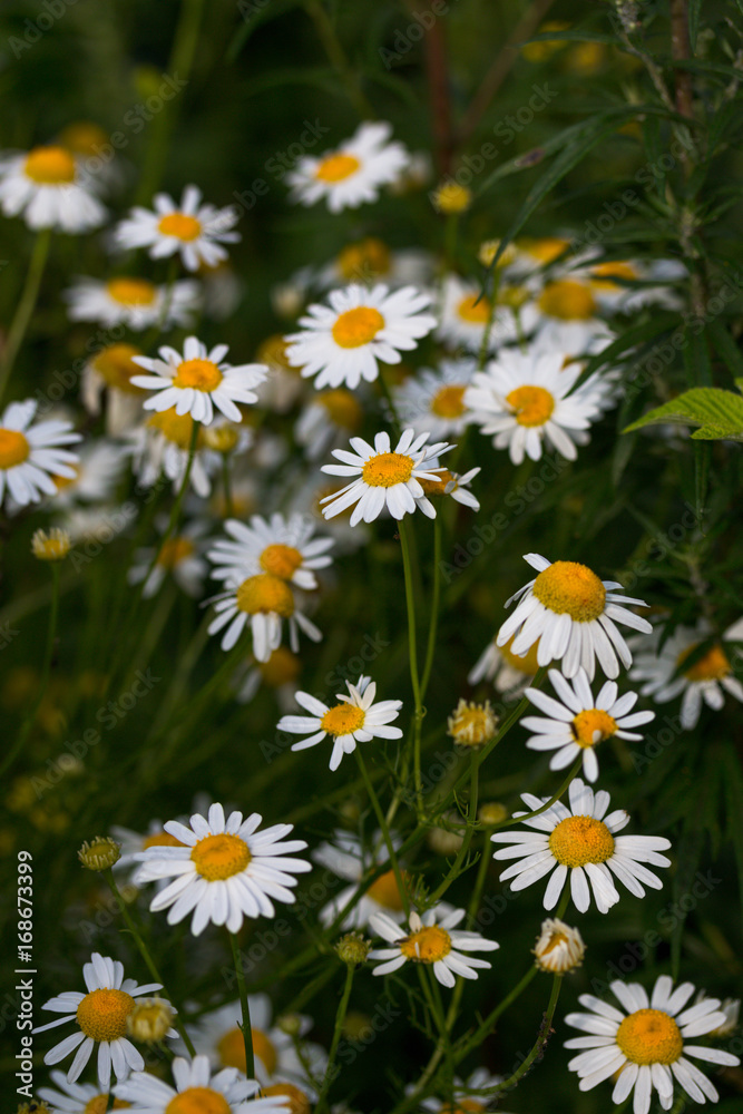 Flowering. Chamomile. Blooming chamomile field, Flowering. Chamomile. Blooming chamomile field,